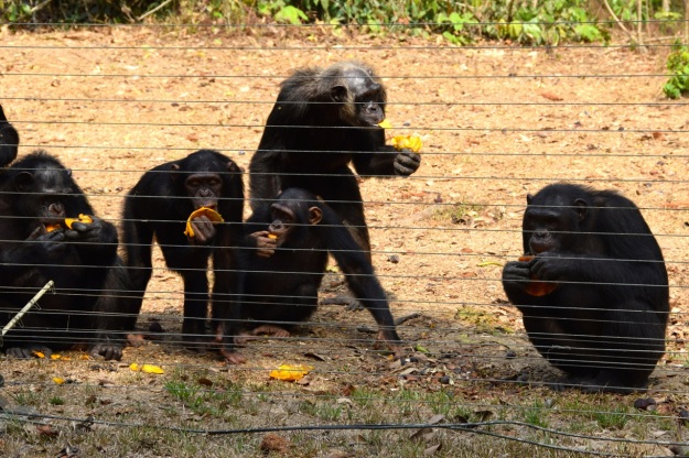 schimpanser Afi M