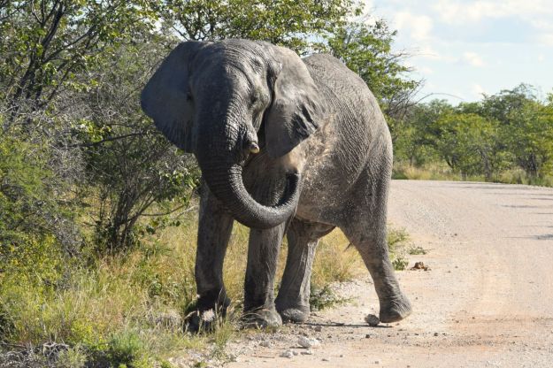 elefanten tvättar sig